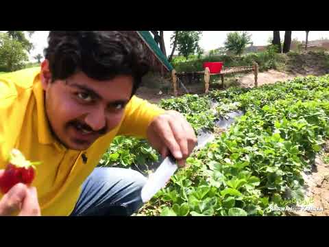 Strawberry FARM Business in Multan, Pakistan