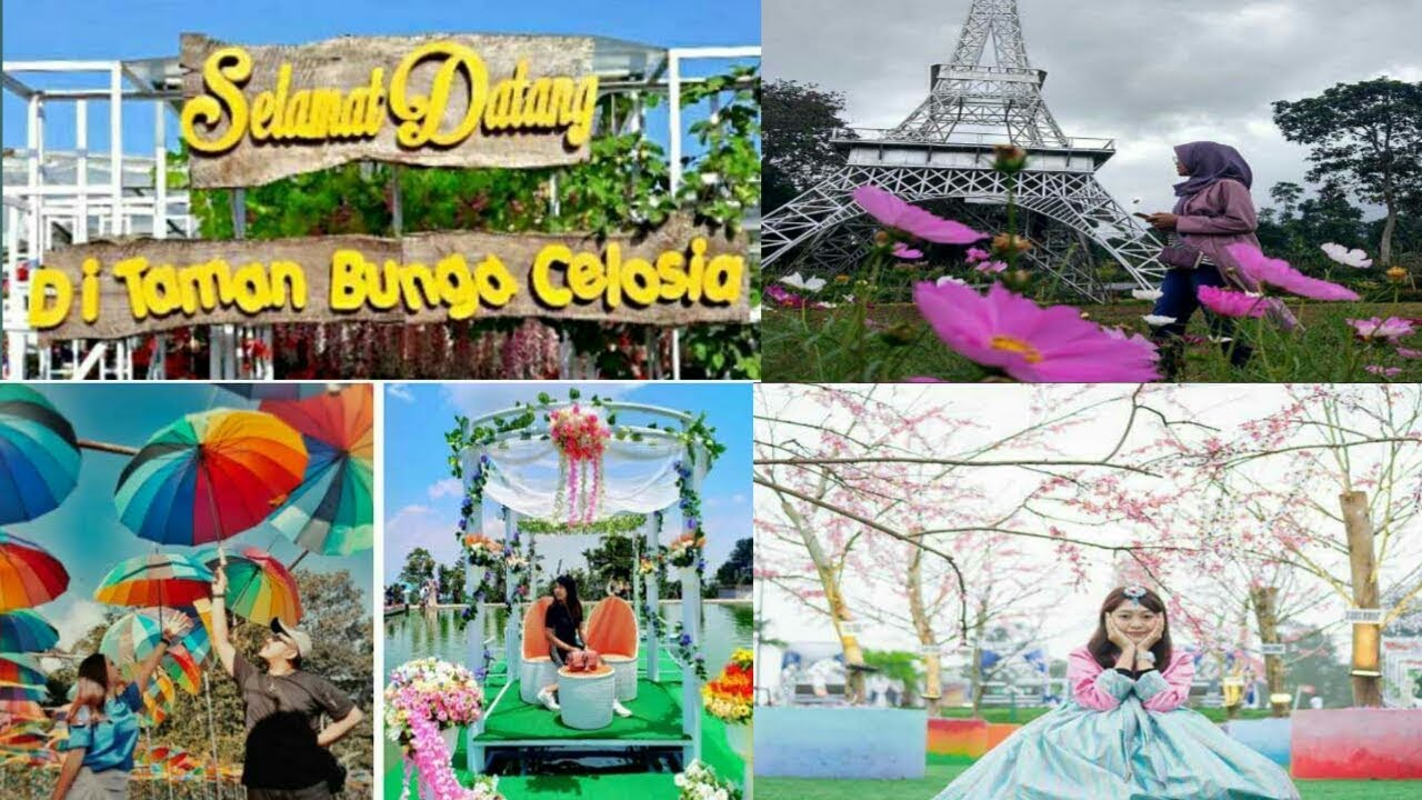 Objek wisata taman  bunga  celosia bandungan  semarang YouTube