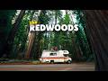 We Almost Skipped the Redwoods. That Would’ve Been a Big Mistake