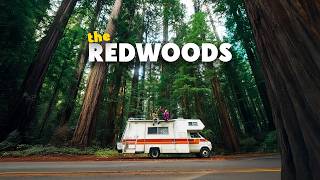 We Almost Skipped the Redwoods. That Would’ve Been a Big Mistake