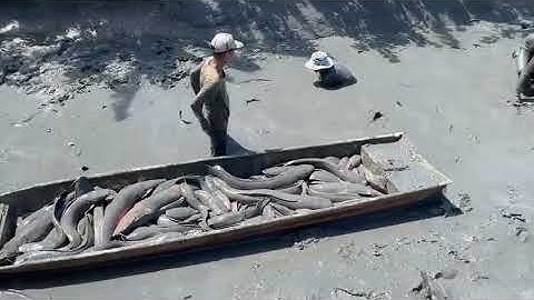 CẢNH BẮT CÁ LÓC ĐỒNG QUÊ TÔI MIỀN TÂY