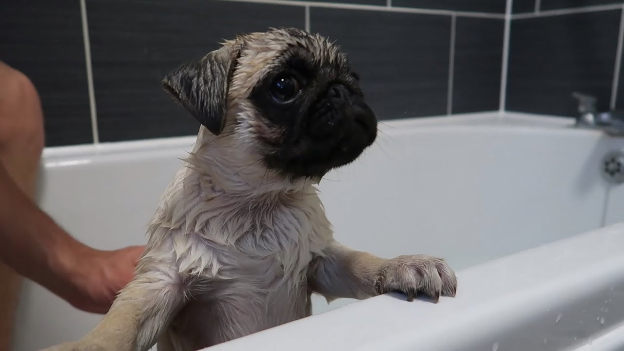 pug in bathtub