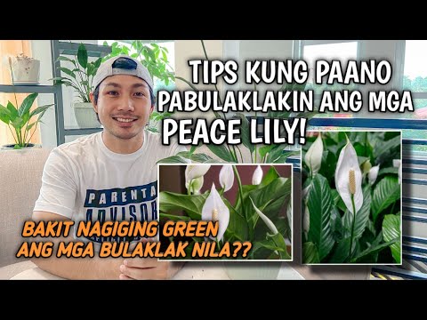 EVERYTHING YOU NEED TO KNOW ABOUT PEACE LILY