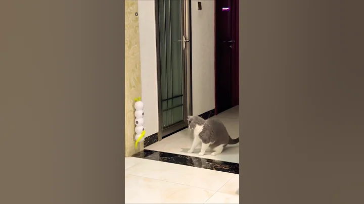 Watch the video about “Funny Cats Compilation 😂😺