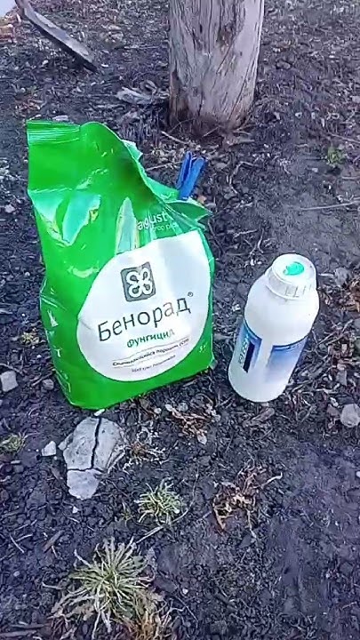 обработка крыжовника и смородины от мучной росы и других болезней ...