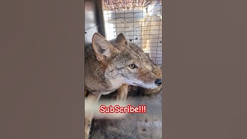 Predator Control!!! Trapping Coyotes!!! #hunting #deer #predator #management