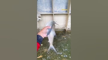 Cá Lớn - bắt Cá Khủng bị đuối nước 😱 #khacthuyvlogg