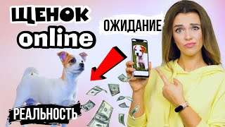 КАК БЕЗОПАСНО КУПИТЬ ЩЕНКА ПО ИНТЕРНЕТУ? | Советы по онлайн выбору и покупке собаки