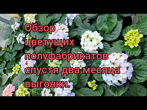В наличии цветущие кустики крупнолистных гортензий ЗКС . Заказ в Вотсап по номеру 89038407447.