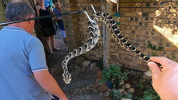Big, Venomous Puff Adder in the Garden!