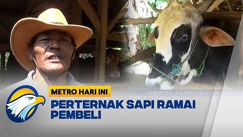 Jelang Idul Adha, Kampung Perternakan Sapi di Sumedang Diburu Pembeli