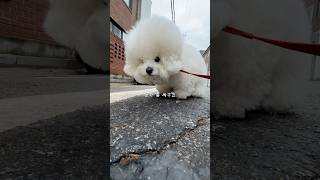 미용하는 날 #뿌꾸 #강아지 #강아지브이로그 #강아지일상 #귀여운강아지 #아기비숑 #dog #love #cute #baby #bichonfrise #puppy