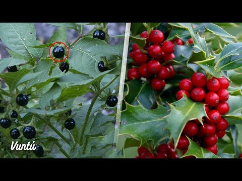 Video: ¿Son venenosas las manzanas de roble?