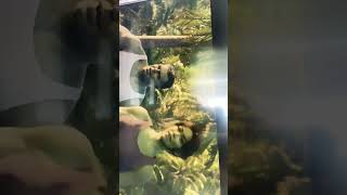 Türk Genci Sinirlenirse Hulk