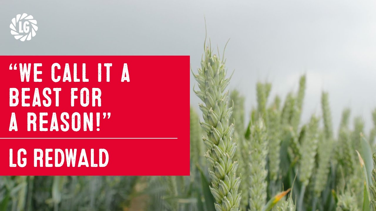 LG Redwald Winter Wheat The highest yielding feed wheat variety on the RL! YouTube