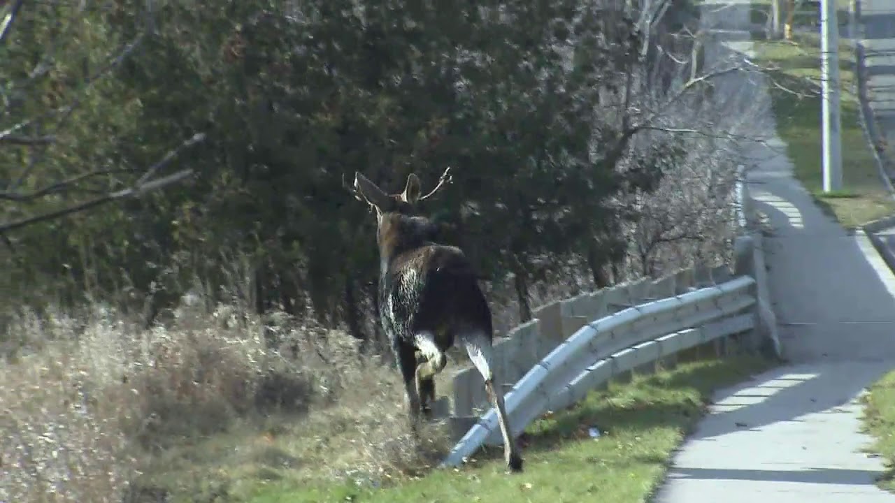 Canadian Moose Porn - Moose On The Loose' Runs Wild Through Canadian City ...