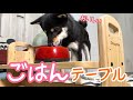 【豆柴】ドギーマンの犬用テーブル買ってみた！ごはん食べやすくなったね！(柴犬) Shiba Inu dogs puppy eating rice at the table