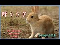 野うさぎ    作詞:石森ひろゆき 作曲:小田純平 cover大将