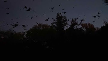 A Biblical Morning in the Timber | Crazy Amounts of Ducks | Into The Woods with Rusty Creasey