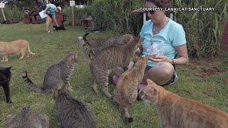 Lanai Cat Sanctuary needs community's help to keep doors open amid COVID19 outbreak