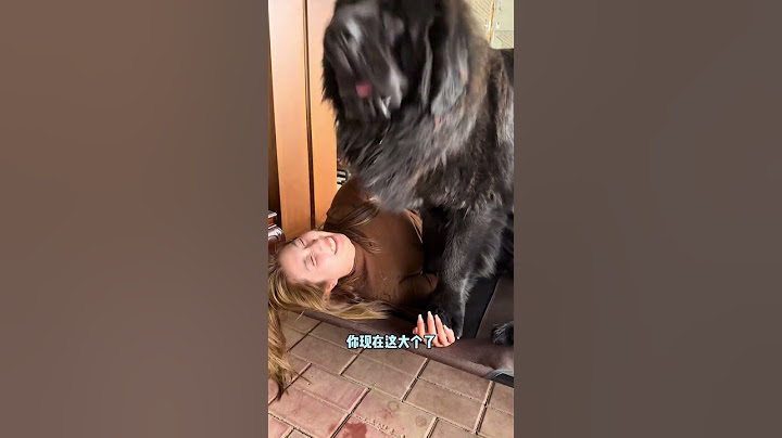 毛孩子的东西为啥都这贵【藏獒加布】 #dog #pets #加布 #萌宠 #藏獒 #宠物 #狗狗 #可爱 #shorts
