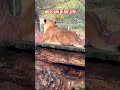 Wild Lion 🦁 waiting in City 😱😅