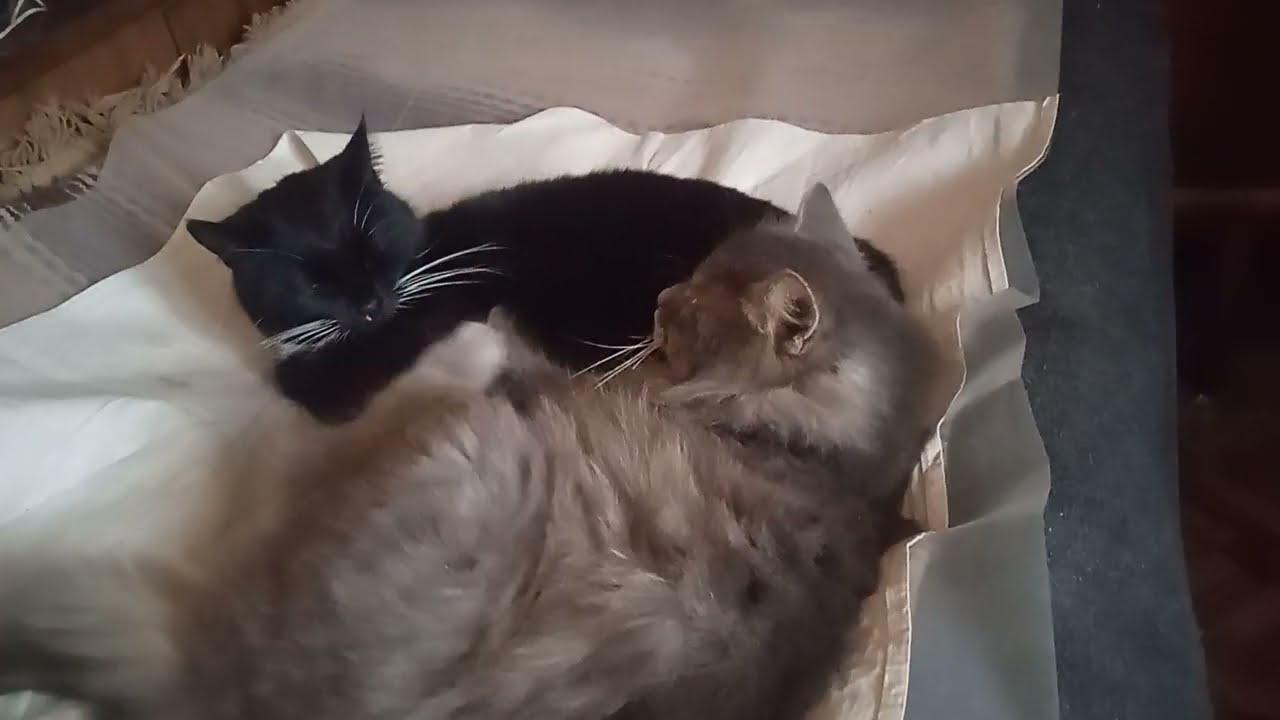 cat ❤️❤️❤️❤️🐱