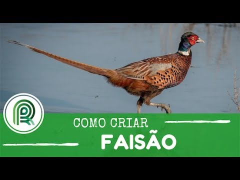 Vídeo: Como Arrancar Um Faisão