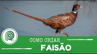 Saiba Como Criar Faisões