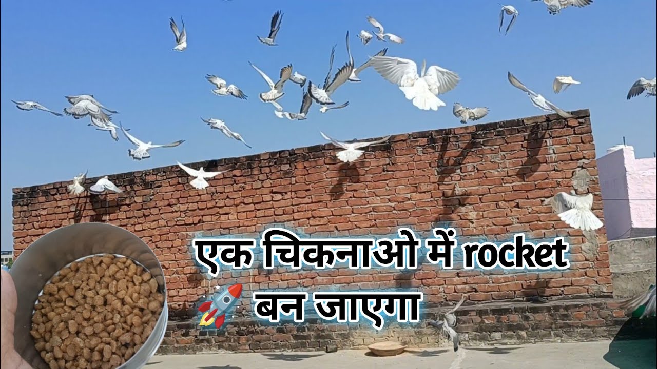 Kabutar ka jaandar chiknao | Agra Pigeons
