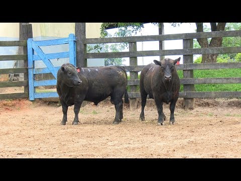 Lote 03 - Top Angus