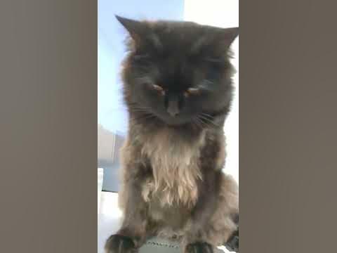 чипи чипи чапа чапа кот - YouTube