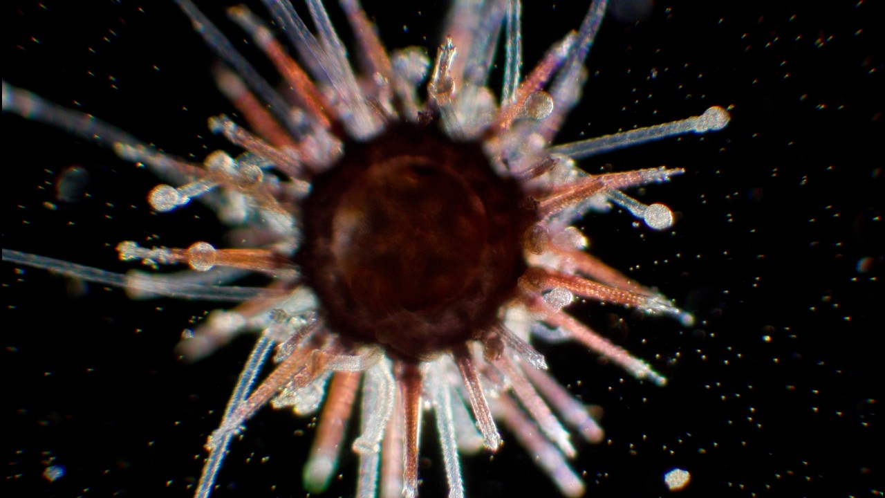 How I Bred a Tiny Army of Tuxedo Urchins