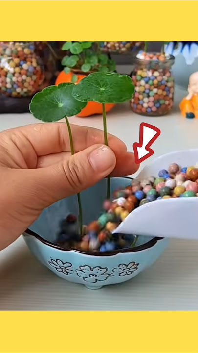mini flowers using leca balls#short#shorts