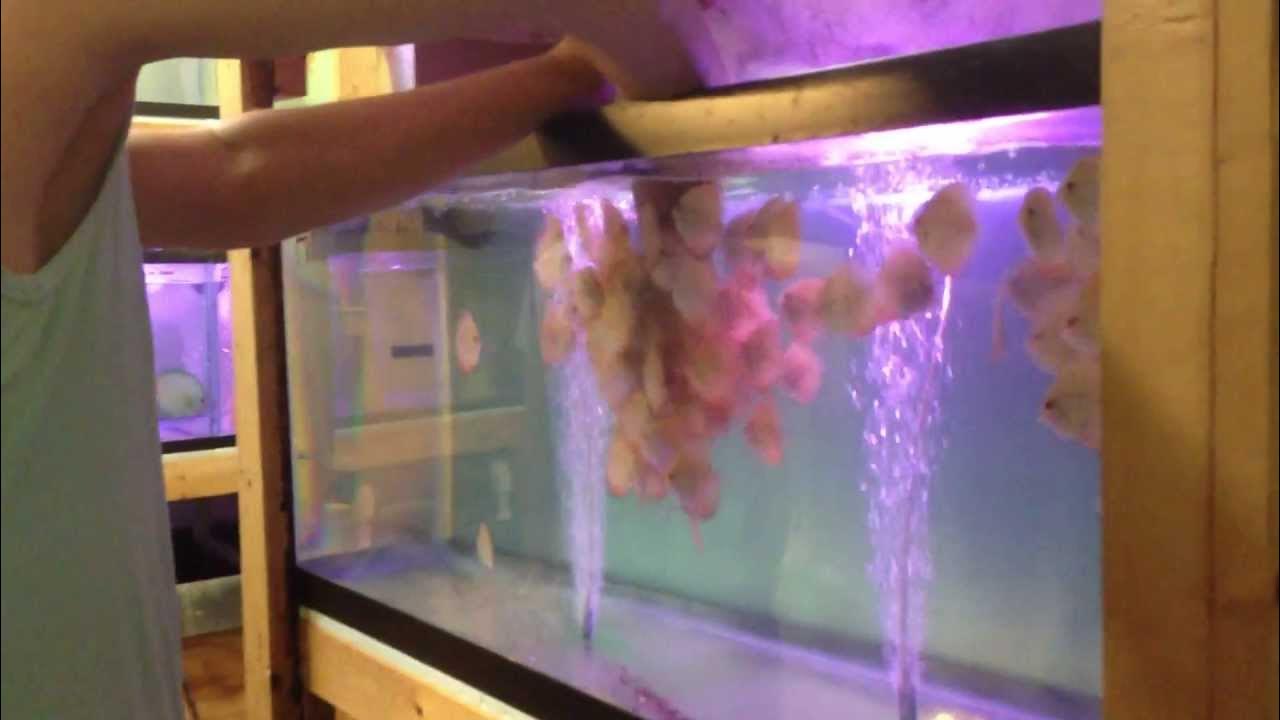 Cobalt discus hans flakes food YouTube