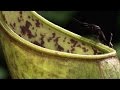 Exploring Pitcher Plants and Art