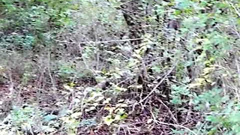 Homes for Sale - Catons Chapel Lot 0026 Seviervill...