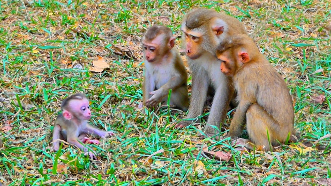 Sweet newborn baby training walks.../Perfect life baby.../Nice clip