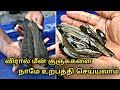 விரால் மீன் குஞ்சுகளை நாமே உற்பத்தி செய்யலாம் || murrel fish farming in tamilnadu || aquaculture