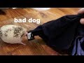 My Hedgehog Roams the House for an Entire Video