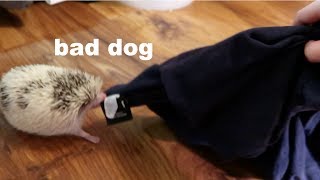 My Hedgehog Roams the House for an Entire Video