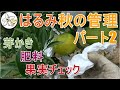 【冬支度】はるみ秋の管理パート2【施肥】