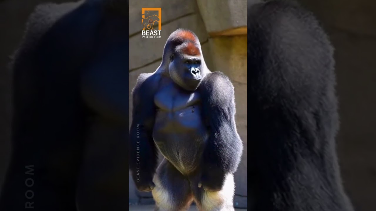 You Won’t Stop Laughing: Gorillas vs Bodybuilder 