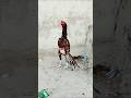 Mianwali home breed pattha ka shoq Karen #aseel #mianwali #aseelmurga
