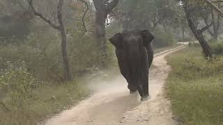 Elephant charge at Bandipur(10/12/23)