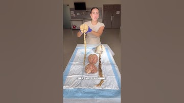 Real human brains! 🧠👀 #anatomy #organs #brains #humanbody #science #scienceteacher #education