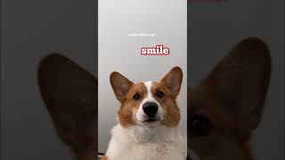 Corgi smile on demand - pino blep