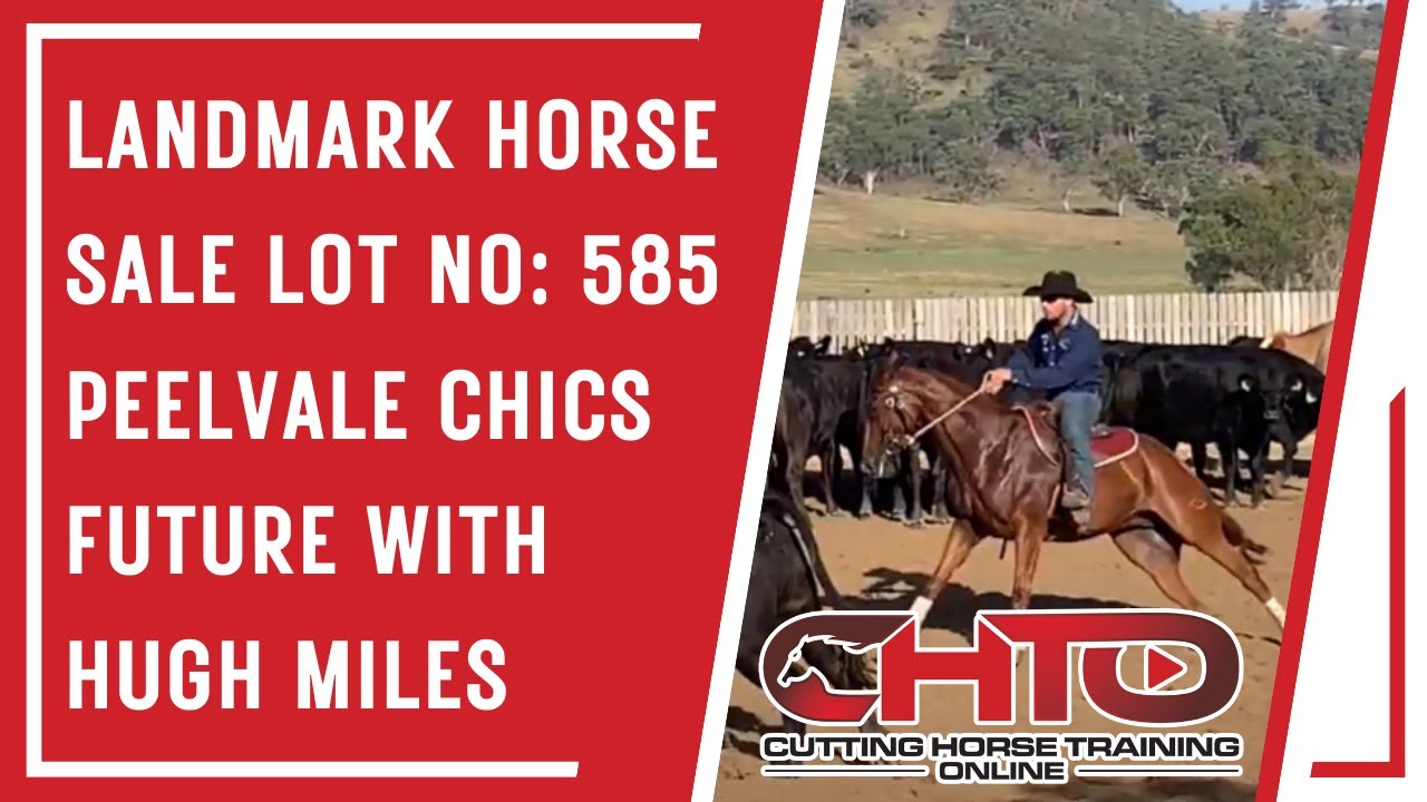 Landmark Horse Sale Lot No 585 Peelvale Chics Future with Hugh Miles