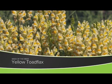 Video: Controllo Toadflax - Tenere sotto controllo Toadflax in giardino