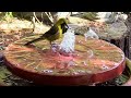 Make a Recirculating Bird Bath